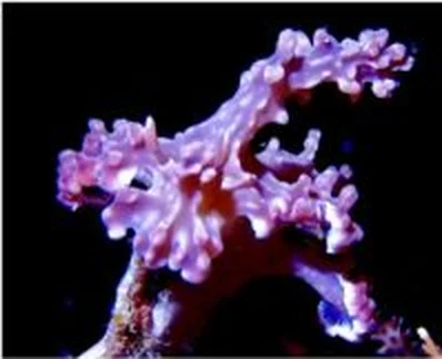 Pink soft coral glowing in dark water