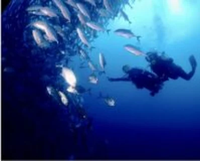 Diver next to a school of silver fish