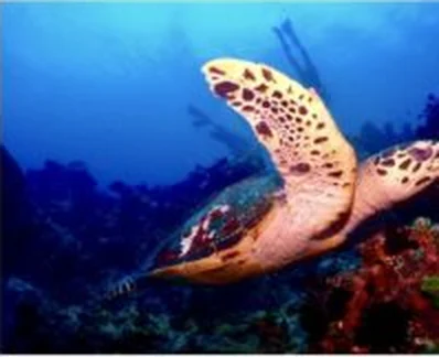 Sea turtle swimming over the reef